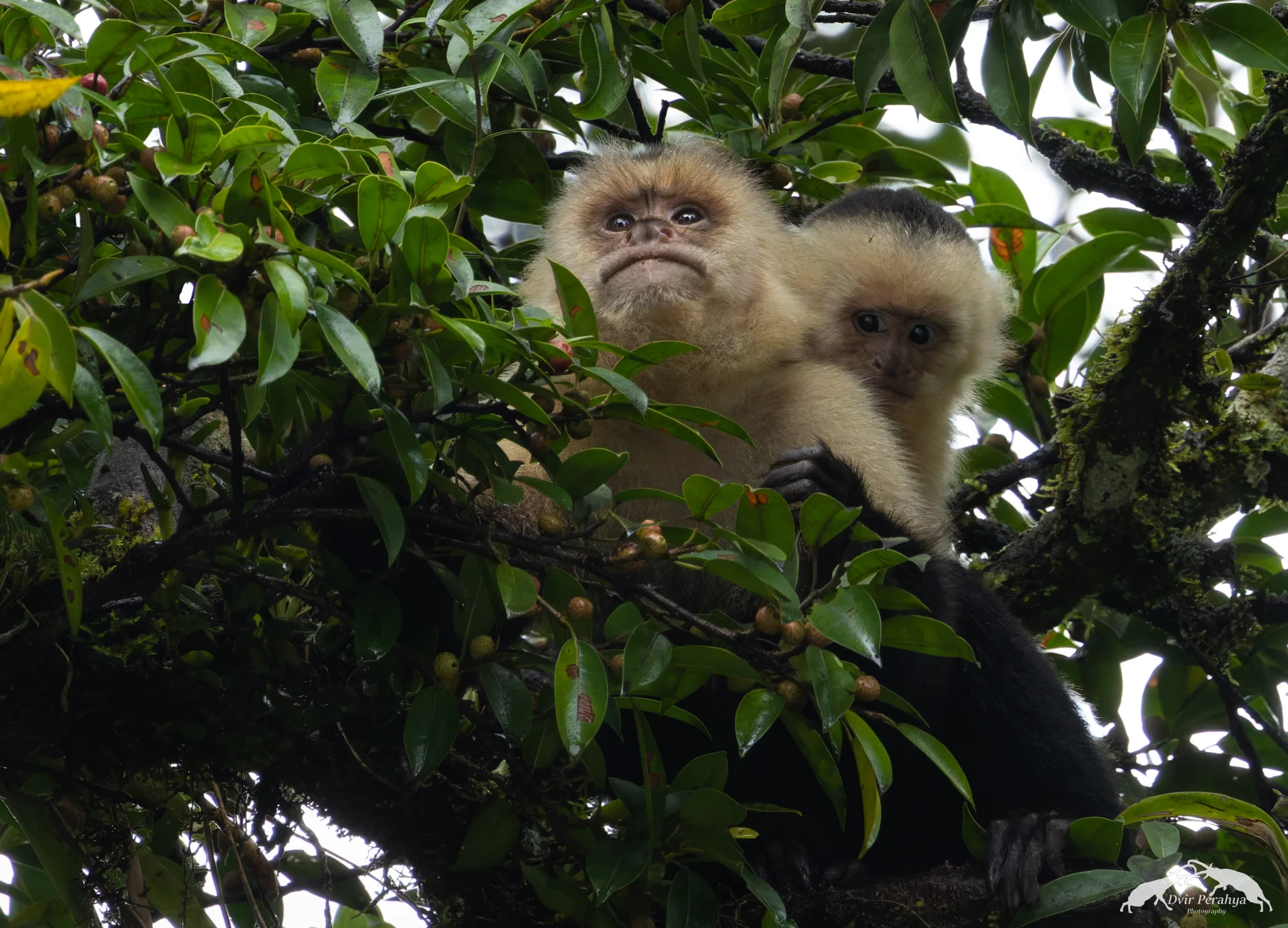 Capuchin monkey, Monteverde
